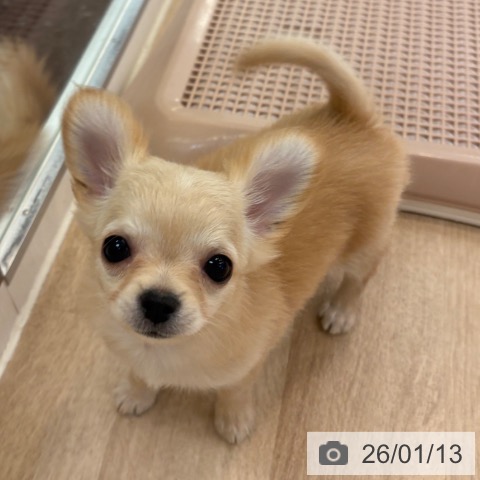 大阪府のチワワ(ロング) (ペットプラス 大阪ドームシティ店/2025年11月6日生まれ/男の子/クリーム)の子犬の4枚目の画像