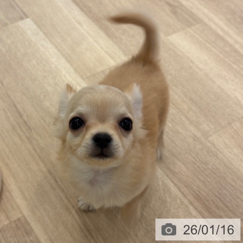 大阪府のチワワ(ロング) (ペットプラス 大阪ドームシティ店/2025年11月6日生まれ/男の子/クリーム)の子犬の4枚目の画像