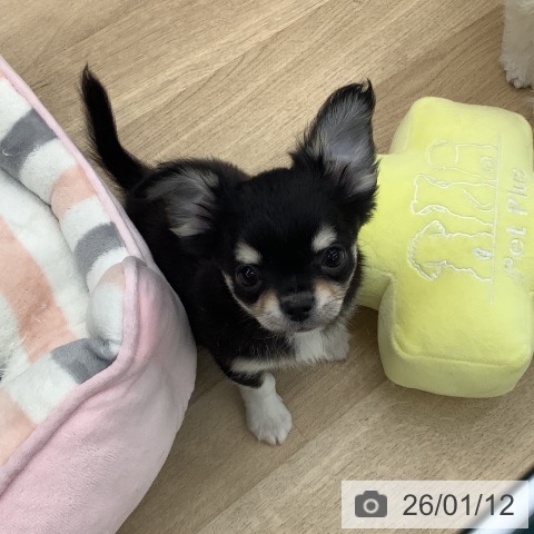 大阪府のチワワ(ロング) (ペットプラス りんくう泉南店/2025年11月6日生まれ/男の子/ブラックタンホワイト)の子犬の3枚目の画像