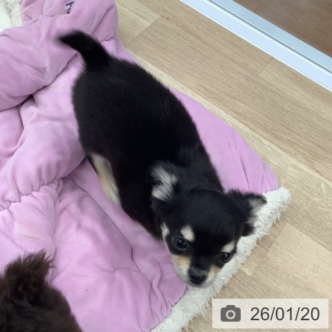 大阪府のチワワ(ロング) (ペットプラス りんくう泉南店/2025年11月6日生まれ/男の子/ブラックタンホワイト)の子犬の4枚目の画像