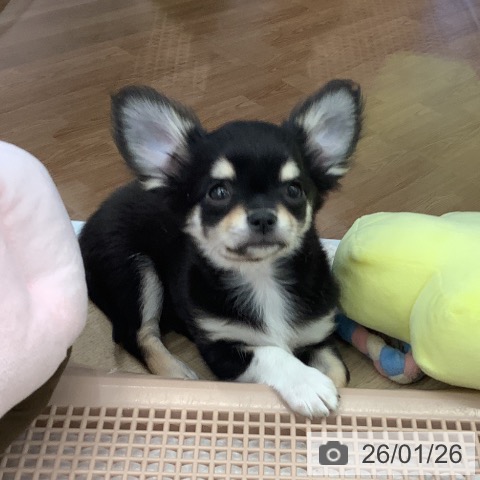 大阪府のチワワ(ロング) (ペットプラス りんくう泉南店/2025年11月6日生まれ/男の子/ブラックタンホワイト)の子犬の4枚目の画像