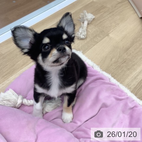 大阪府のチワワ(ロング) (ペットプラス りんくう泉南店/2025年11月6日生まれ/男の子/ブラックタンホワイト)の子犬の3枚目の画像