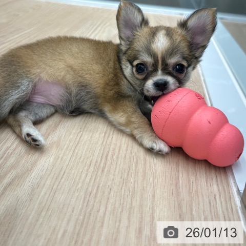 京都府のチワワ(ロング) (ペットプラス 京都桂川店/2025年11月6日生まれ/女の子/フォーンホワイト)の子犬の4枚目の画像