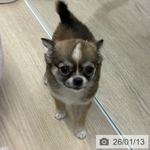 京都府のチワワ(ロング) (ペットプラス 京都桂川店/2025年11月6日生まれ/女の子/フォーンホワイト)の子犬の3枚目の画像