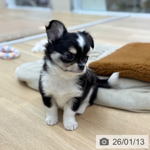 京都府のチワワ(ロング) (ペットプラス 久御山店/2025年11月10日生まれ/男の子/ブラックタンホワイト)の子犬の3枚目の画像