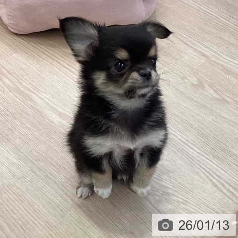 大阪府のチワワ(ロング) (ペットプラス ららぽーと和泉店/2025年11月10日生まれ/女の子/ブラックタンホワイト)の子犬の4枚目の画像