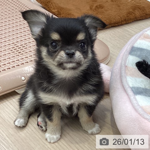 大阪府のチワワ(ロング) (ペットプラス ららぽーと和泉店/2025年11月10日生まれ/女の子/ブラックタンホワイト)の子犬の3枚目の画像