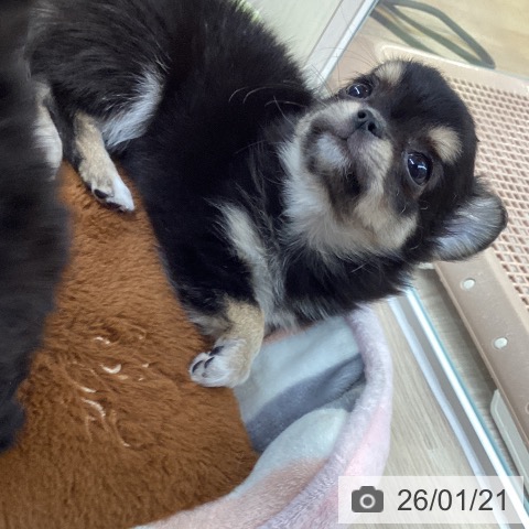 大阪府のチワワ(ロング) (ペットプラス ららぽーと和泉店/2025年11月10日生まれ/女の子/ブラックタンホワイト)の子犬の4枚目の画像