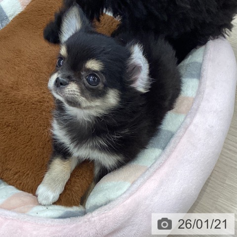 大阪府のチワワ(ロング) (ペットプラス ららぽーと和泉店/2025年11月10日生まれ/女の子/ブラックタンホワイト)の子犬の3枚目の画像