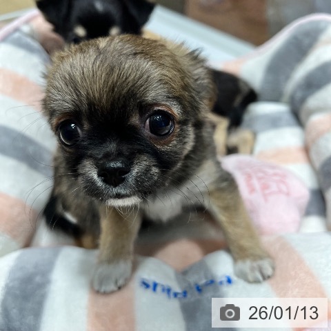 大阪府のチワワ(ロング) (ペットプラス 四條畷店/2025年11月6日生まれ/男の子/セーブルホワイト)の子犬の4枚目の画像