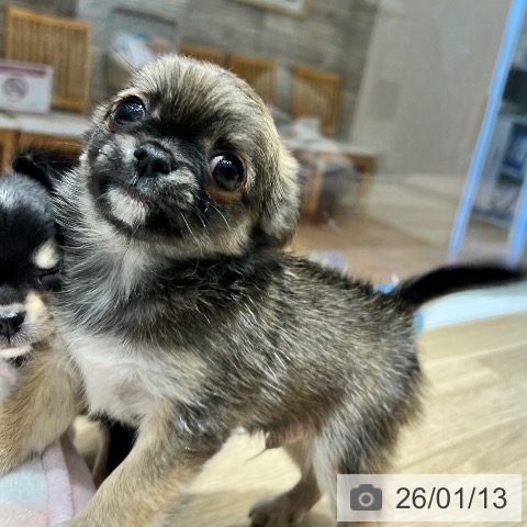 大阪府のチワワ(ロング) (ペットプラス 四條畷店/2025年11月6日生まれ/男の子/セーブルホワイト)の子犬の3枚目の画像