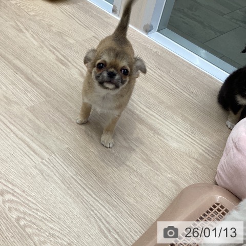 大阪府のチワワ(ロング) (ペットプラス ららぽーと和泉店/2025年11月6日生まれ/女の子/フォーン)の子犬の3枚目の画像