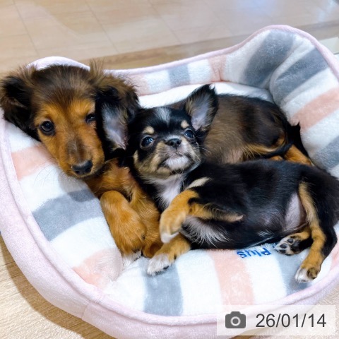 大阪府のチワワ(ロング) (ペットプラス イオン大日店/2025年11月6日生まれ/女の子/ブラックタンホワイト)の子犬の4枚目の画像