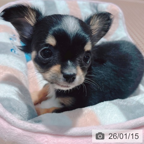 大阪府のチワワ(ロング) (ペットプラス イオン大日店/2025年11月6日生まれ/女の子/ブラックタンホワイト)の子犬の3枚目の画像