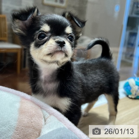 大阪府のチワワ(ロング) (ペットプラス 四條畷店/2025年11月6日生まれ/女の子/ブラックタンホワイト)の子犬の4枚目の画像