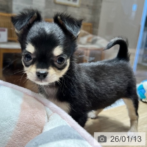 大阪府のチワワ(ロング) (ペットプラス 四條畷店/2025年11月6日生まれ/女の子/ブラックタンホワイト)の子犬の3枚目の画像