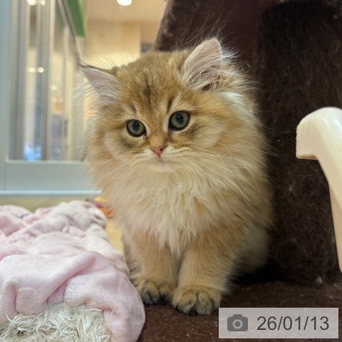 京都府のブリティッシュロングヘアー (ペットプラス イオンモールKYOTO店/2025年10月19日生まれ/男の子/ゴールデン)の子猫の4枚目の画像