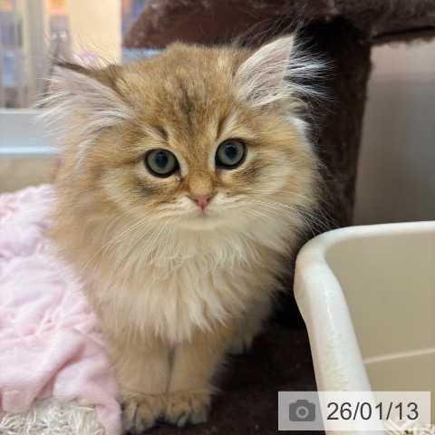 京都府のブリティッシュロングヘアー (ペットプラス イオンモールKYOTO店/2025年10月19日生まれ/男の子/ゴールデン)の子猫の3枚目の画像