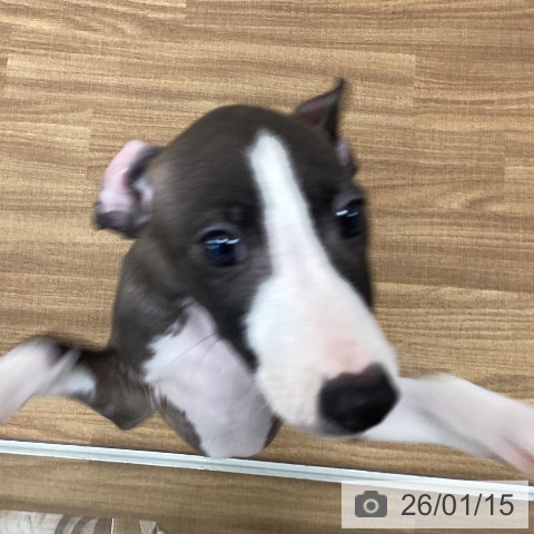 茨城県のイタリアングレーハウンド (ペッツワン つくば店/2025年11月11日生まれ/男の子/シールホワイトマーキング)の子犬の4枚目の画像