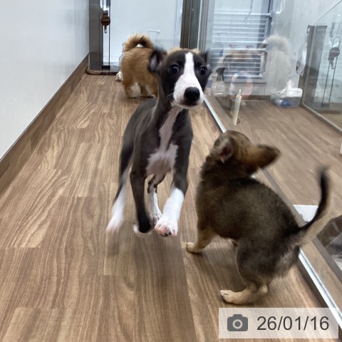 茨城県のイタリアングレーハウンド (ペッツワン つくば店/2025年11月11日生まれ/男の子/シールホワイトマーキング)の子犬の3枚目の画像