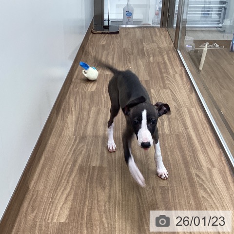 茨城県のイタリアングレーハウンド (ペッツワン つくば店/2025年11月11日生まれ/男の子/シールホワイトマーキング)の子犬の3枚目の画像