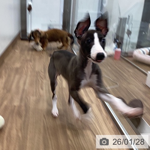 茨城県のイタリアングレーハウンド (ペッツワン つくば店/2025年11月11日生まれ/男の子/シールホワイトマーキング)の子犬の3枚目の画像