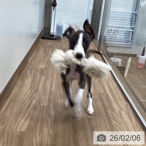 茨城県のイタリアングレーハウンド (ペッツワン つくば店/2025年11月11日生まれ/男の子/シールホワイトマーキング)の子犬の3枚目の画像