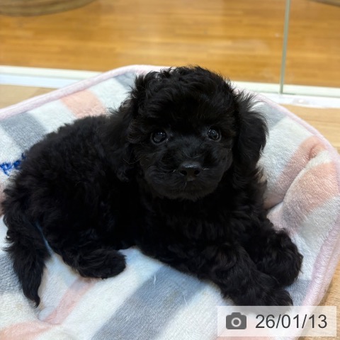 京都府のトイプードル(トイ) (ペットプラス イオンモールKYOTO店/2025年11月9日生まれ/女の子/ブラック)の子犬の3枚目の画像