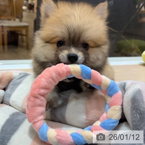 大阪府のポメラニアン (ペットプラス 堺鉄砲町店/2025年11月10日生まれ/男の子/ウルフセーブル)の子犬の4枚目の画像