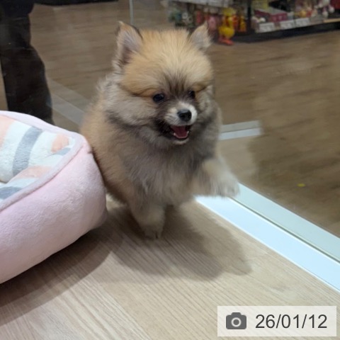 大阪府のポメラニアン (ペットプラス 堺鉄砲町店/2025年11月10日生まれ/男の子/ウルフセーブル)の子犬の3枚目の画像
