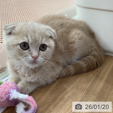 大阪府のスコティッシュフォールド (ペットプラス りんくう泉南店/2025年11月10日生まれ/男の子/クリームタビー)の子猫の4枚目の画像