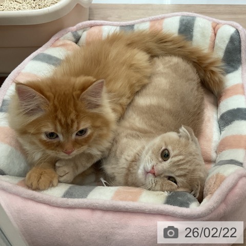 大阪府のスコティッシュフォールド (ペットプラス 大阪ドームシティ店/2025年11月10日生まれ/男の子/クリームタビー)の子猫の4枚目の画像