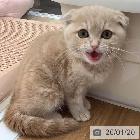 大阪府のスコティッシュフォールド (ペットプラス 大阪ドームシティ店/2025年11月10日生まれ/男の子/クリームタビー)の子猫の3枚目の画像