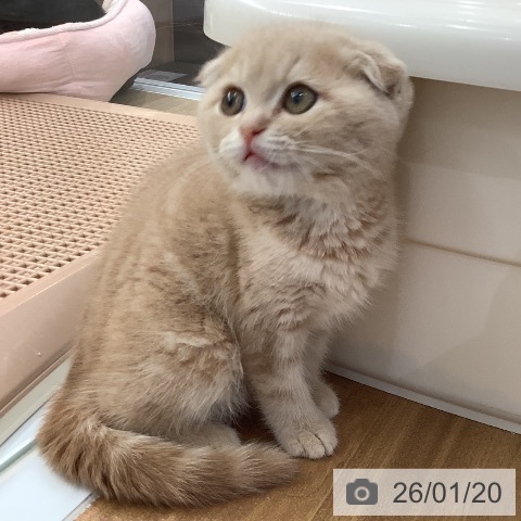 大阪府のスコティッシュフォールド (ペットプラス りんくう泉南店/2025年11月10日生まれ/男の子/クリームタビー)の子猫の3枚目の画像