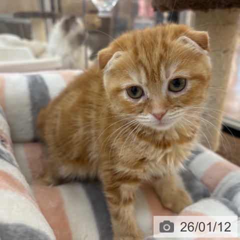 京都府のスコティッシュフォールド (ペットプラス 久御山店/2025年11月10日生まれ/女の子/レッドタビー)の子猫の4枚目の画像