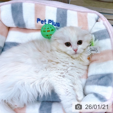 大阪府のスコティッシュフォールド (ペットプラス イオン大日店/2025年11月10日生まれ/女の子/クリームタビーホワイト)の子猫の4枚目の画像