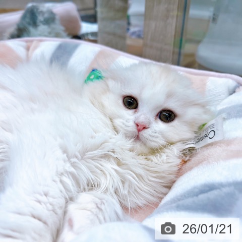 大阪府のスコティッシュフォールド (ペットプラス イオン大日店/2025年11月10日生まれ/女の子/クリームタビーホワイト)の子猫の3枚目の画像