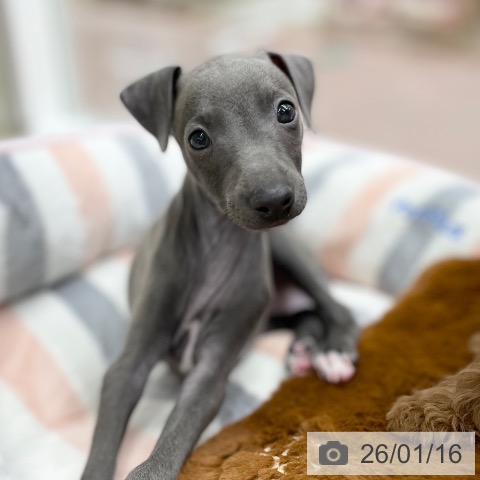 京都府のイタリアングレーハウンド (ペットプラス 醍醐店/2025年11月7日生まれ/男の子/ブルーホワイト)の子犬の4枚目の画像