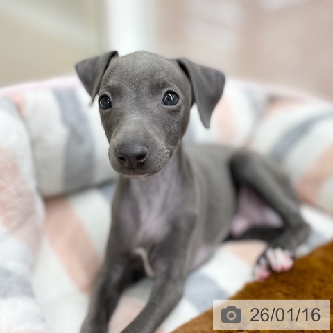 京都府のイタリアングレーハウンド (ペットプラス 醍醐店/2025年11月7日生まれ/男の子/ブルーホワイト)の子犬の3枚目の画像