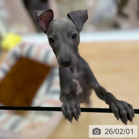 京都府のイタリアングレーハウンド (ペットプラス 醍醐店/2025年11月7日生まれ/男の子/ブルーホワイト)の子犬の4枚目の画像