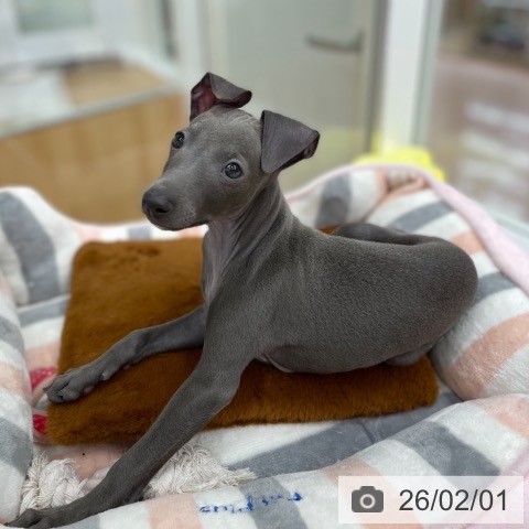 京都府のイタリアングレーハウンド (ペットプラス 醍醐店/2025年11月7日生まれ/男の子/ブルーホワイト)の子犬の3枚目の画像