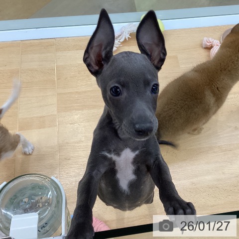 イタリアン・グレーハウンドの写真