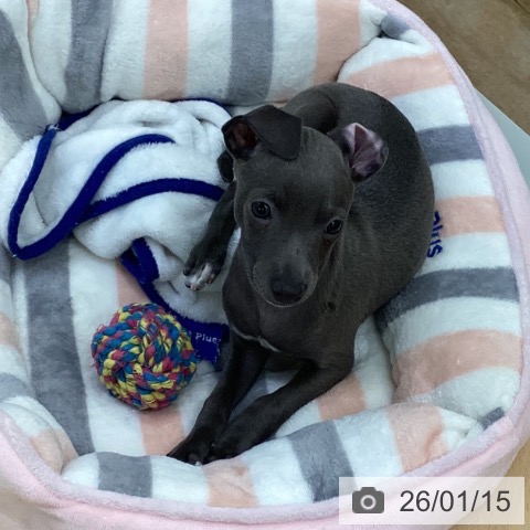 埼玉県のイタリアングレーハウンド (ペットプラス 羽生店/2025年11月7日生まれ/女の子/ブルーホワイト)の子犬の4枚目の画像