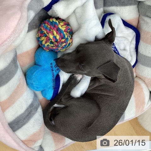 埼玉県のイタリアングレーハウンド (ペットプラス 羽生店/2025年11月7日生まれ/女の子/ブルーホワイト)の子犬の3枚目の画像