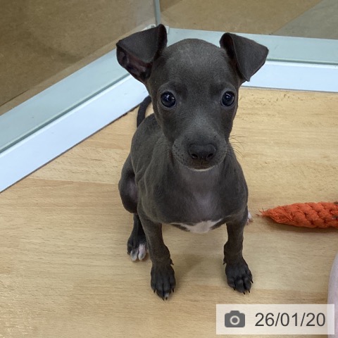 イタリアン・グレーハウンドの写真