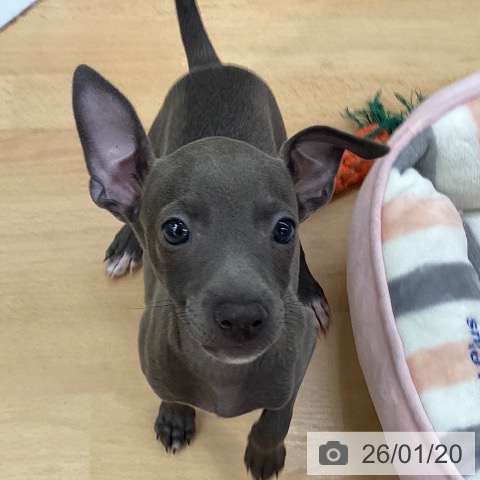 埼玉県のイタリアングレーハウンド (ペットプラス 羽生店/2025年11月7日生まれ/女の子/ブルーホワイト)の子犬の4枚目の画像