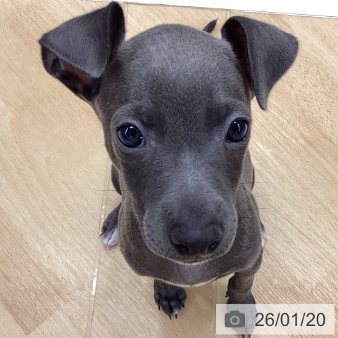 埼玉県のイタリアングレーハウンド (ペットプラス 羽生店/2025年11月7日生まれ/女の子/ブルーホワイト)の子犬の3枚目の画像