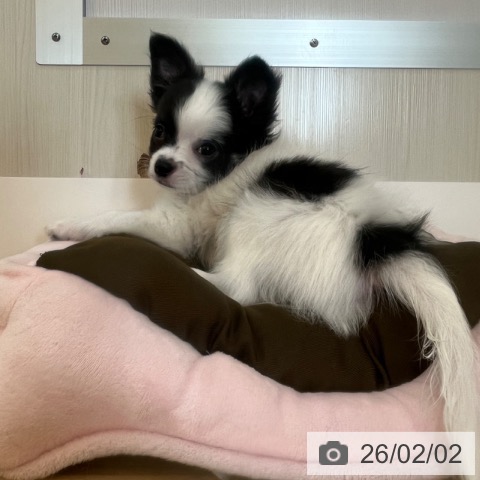 兵庫県のチワワ(ロング) (ペットプラス 姫路大津店/2025年11月7日生まれ/男の子/ホワイトブラック)の子犬の4枚目の画像