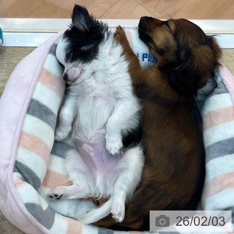 兵庫県のチワワ(ロング) (ペットプラス 姫路大津店/2025年11月7日生まれ/男の子/ホワイトブラック)の子犬の3枚目の画像