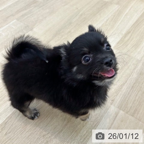 大阪府のチワワ(ロング) (ペットプラス 松原店/2025年11月7日生まれ/女の子/ブラックタン)の子犬の4枚目の画像